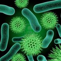 Information on Bacteria
