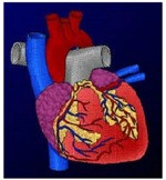 STOMACH THIS: The Digestive System in ASL & English